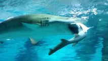 Un requin surpris à avaler un autre requin dans un aquarium de Corée du Sud