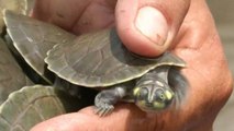 100.000 bébés tortues relâchés dans la nature en Bolivie