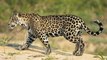 Les images rares d'El Jefe, le seul jaguar sauvage connu des Etats-Unis