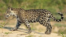 Les images rares d'El Jefe, le seul jaguar sauvage connu des Etats-Unis