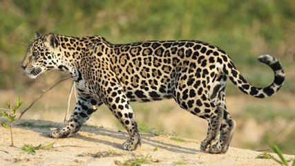Les images rares d'El Jefe, le seul jaguar sauvage connu des Etats-Unis