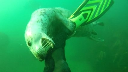 Voilà pourquoi s'amuser avec un phoque sous l'océan n'est pas toujours une bonne idée