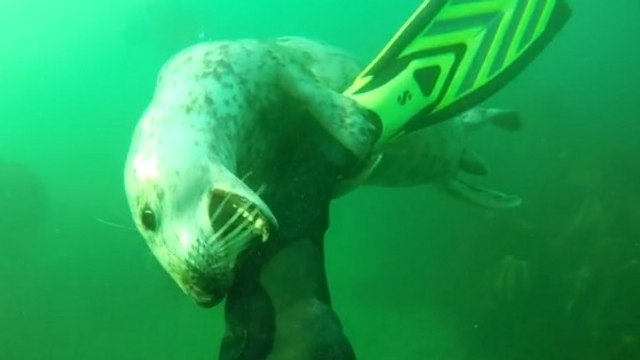 Voilà pourquoi s'amuser avec un phoque sous l'océan n'est pas toujours une bonne idée