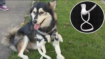 Derby, le chien handicapé qui court de nouveau grâce à l'impression 3D