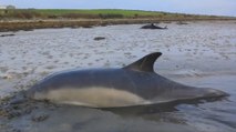 Des surfeurs viennent en aide à des dauphins échoués sur une plage d’Irlande