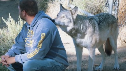Quand des loups viennent en aide à d'anciens soldats aux Etats-Unis