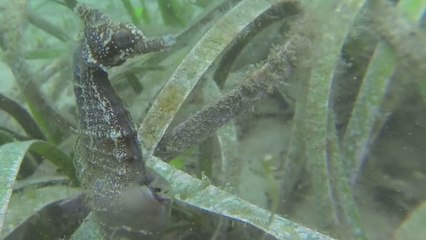 L'étonnant accouchement d'un hippocampe filmé sous l'océan
