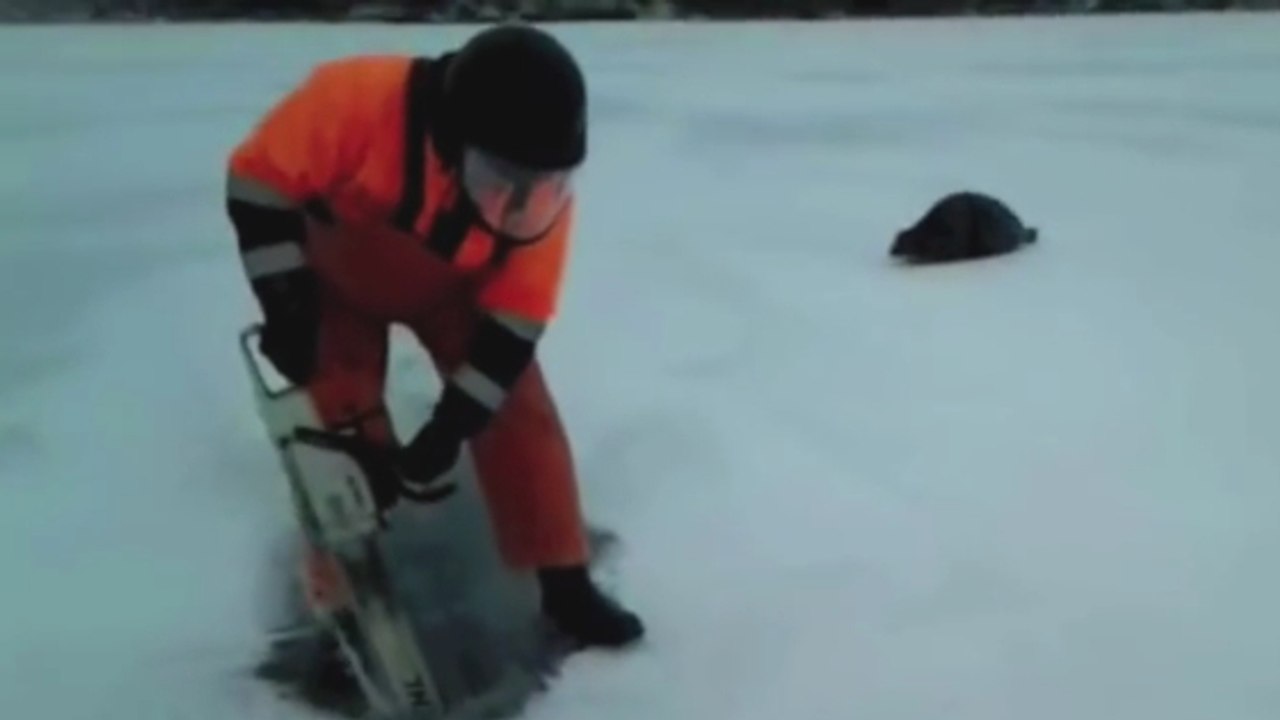 Quand un Finlandais sort sa tronçonneuse pour venir en aide à un phoque