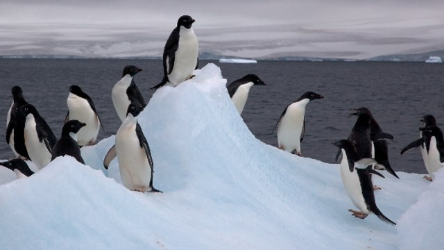 Une colonie de manchots Adélie menacée par un iceberg géant en Antarctique