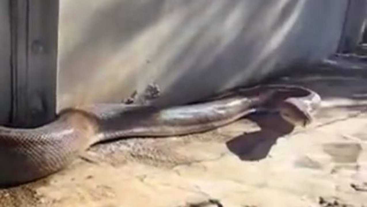 Diese riesige Schlange wird Ihnen Angst machen!