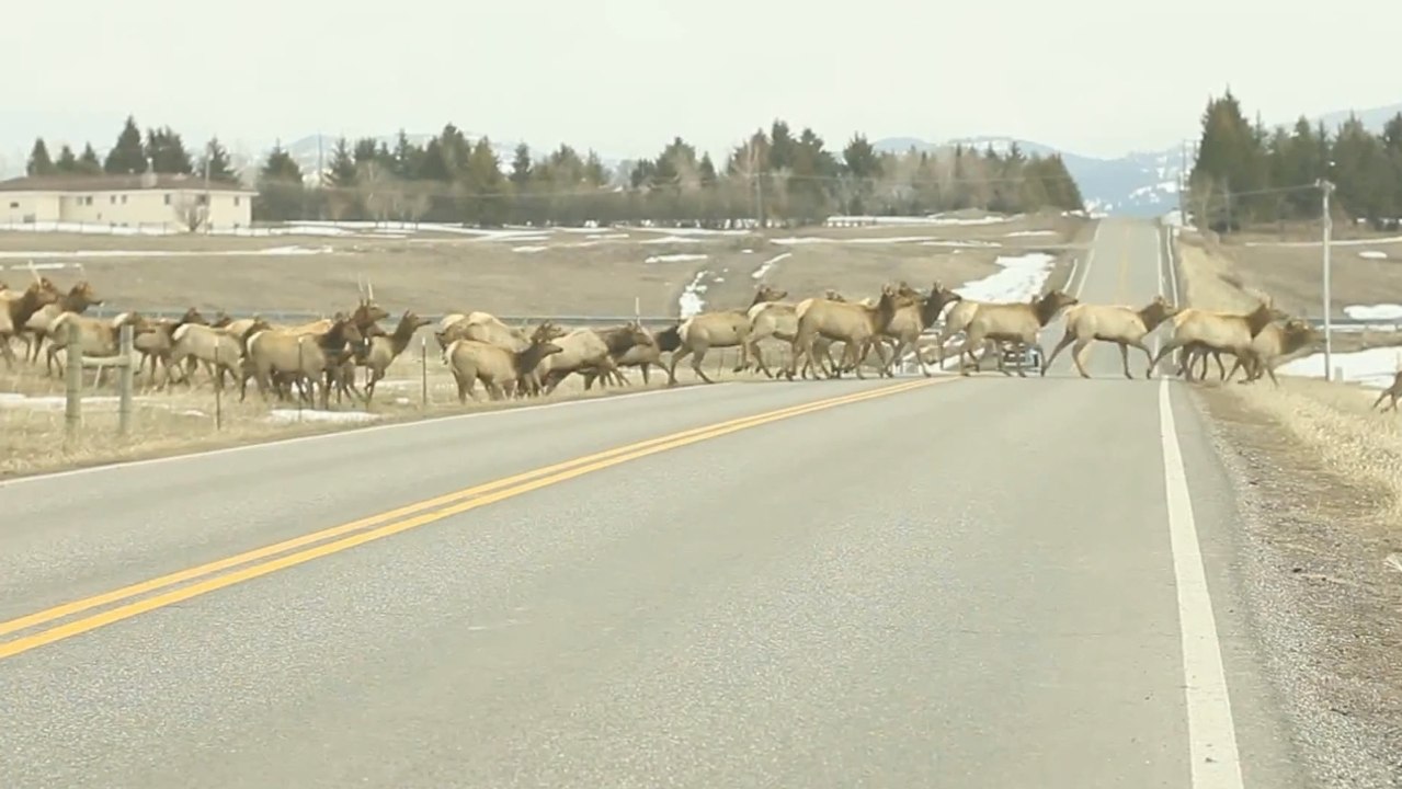 Dutzende Wapiti-Hirsche überqueren eine Straße direkt vor den Autos