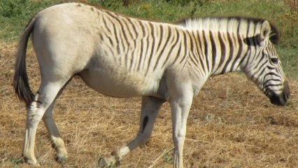 Le quagga, une espèce éteinte depuis 130 ans revient à la vie en Afrique du Sud