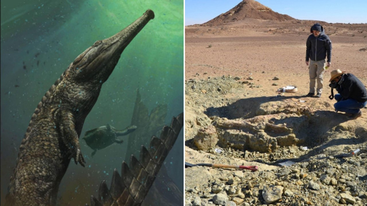 Le fossile d'un incroyable crocodile géant découvert en Tunisie