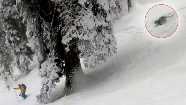 Des skieurs croisent la route d'un léopard des neiges en Inde