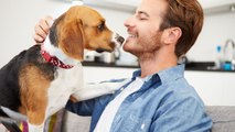 Les chiens seraient bien capables de reconnaitre les émotions chez l’homme