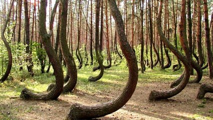 Krzywy Las, la mystérieuse forêt tordue qui intrigue les touristes en Pologne