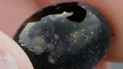 Un étrange ballon de verre découvert après une explosion de lave à Hawaï