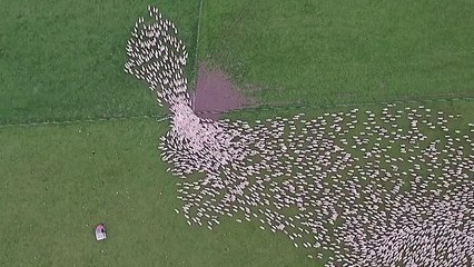L'hypnotisant voyage d’un troupeau de moutons filmé depuis le ciel de Nouvelle-Zélande