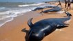 80 baleines-pilotes s'échouent sur une plage indienne, 45 sont mortes