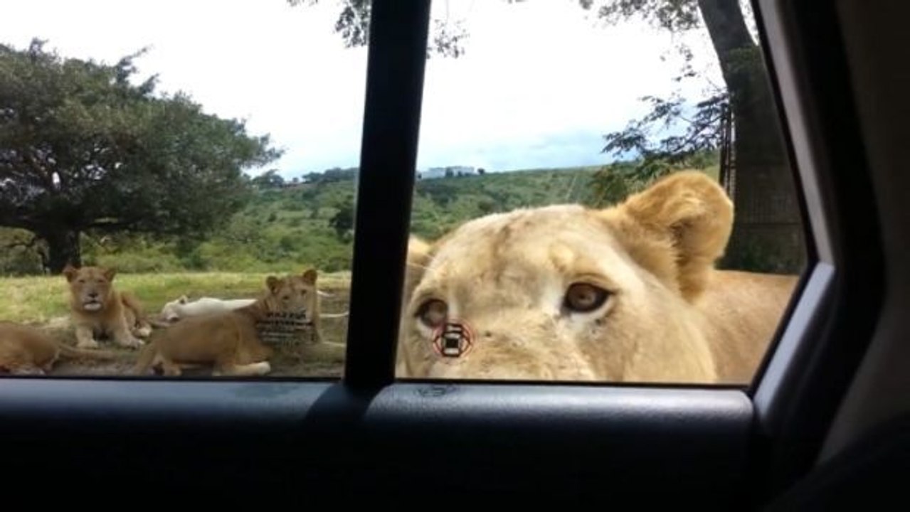 Wenn mitten auf einer Safari ein Löwe die Tür eines Touristenautos öffnet