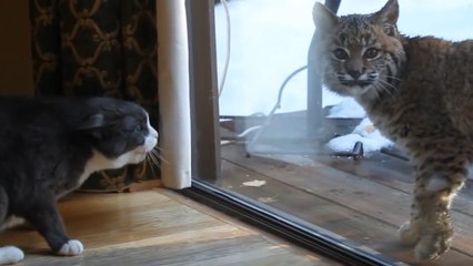 Un face-à-face insolite entre un lynx et un chat filmé au Canada