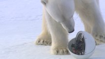 Lorsque des ours polaires s’en prennent à des caméras qui les espionnent