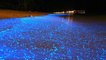 Le secret de cette plage des Maldives illuminée par d'incroyables vagues bioluminescentes