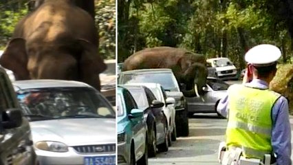 Un éléphant sauvage en plein "chagrin d'amour" emboutit 19 voitures en Chine