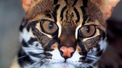 En Chine, le chat aurait été domestiqué il y a plus de 5 000 ans
