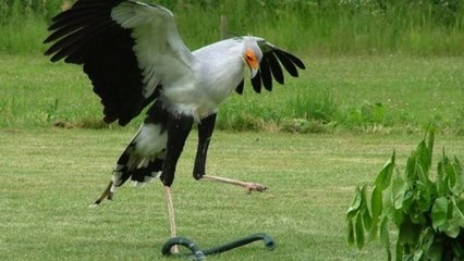 Un rapace mangeur de serpents dévoile son secret aux scientifiques