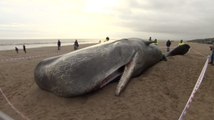 Nouvel échouage en Europe : cinq cachalots retrouvés morts sur les côtes d'Angleterre