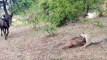 La terrible confrontation entre un gnou et un léopard qui attaque son petit
