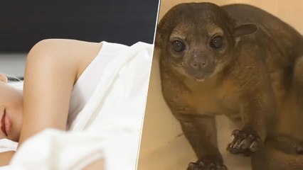 Une Américaine de 100 ans se réveille avec un étrange animal sur elle