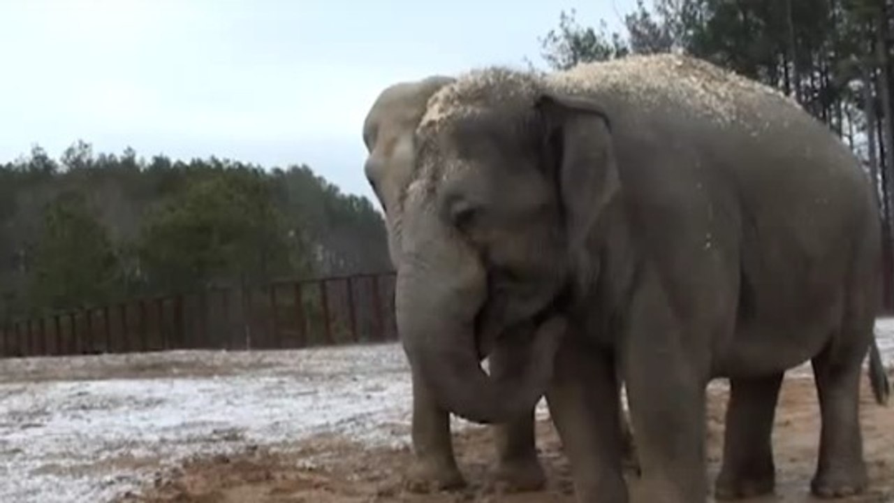 L’étonnante réaction des éléphants d’un sanctuaire face à la neige