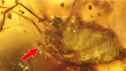La plus vieille érection du monde a 99 millions d'années