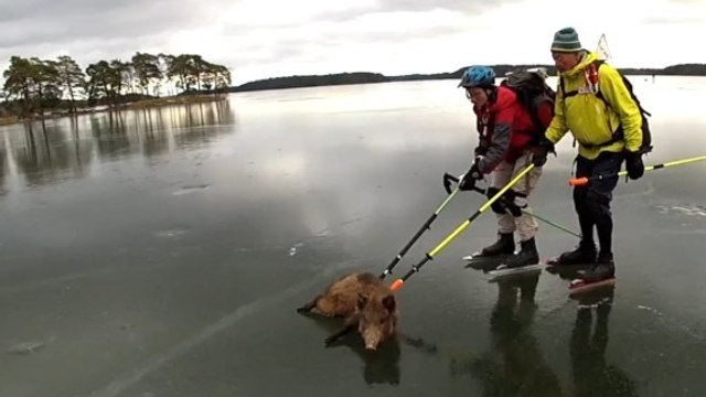 Le splendide sauvetage d'un groupe de sangliers coincé sur un lac gelé en Suède
