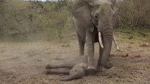 Une femelle éléphant tente de réveiller son petit sous anesthésie
