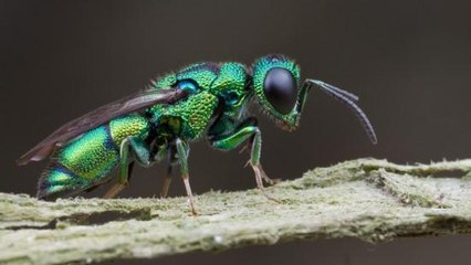 Pour nourrir ses larves, cette redoutable guêpe... zombifie des cafards