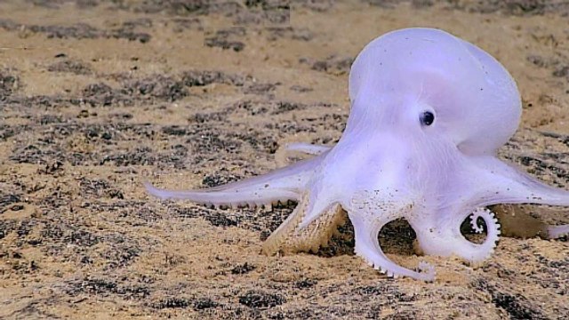 Un étonnant poulpe fantôme observé dans les profondeurs au large d'Hawaï