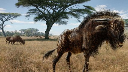 Rusingoryx, l'étrange gnou préhistorique au nez de dinosaure qui fascine les scientifiques