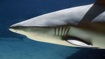 Des dizaines de milliers de requins repérés au large des côtes de la Floride