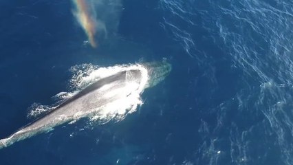 Une splendide rencontre avec une baleine bleue et son petit filmée depuis le ciel