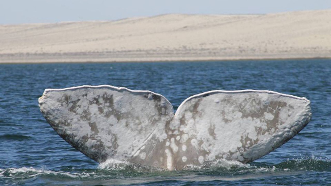 Une baleine blanche extrêmement rare aperçue au large du Mexique