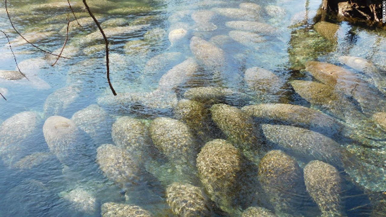 Un incroyable rassemblement de lamantins filmé dans des sources de Floride