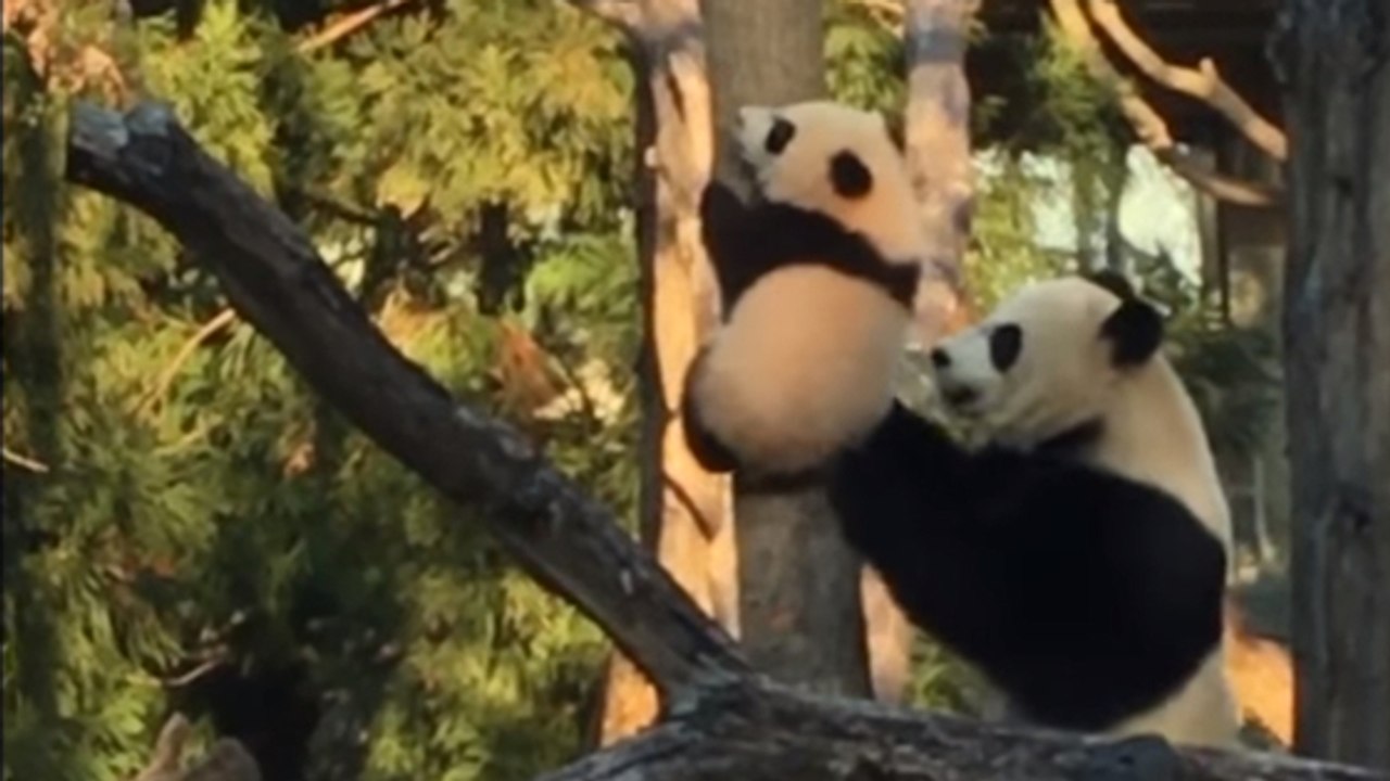 Quand un panda aide son petit à grimper à un arbre et en descendre