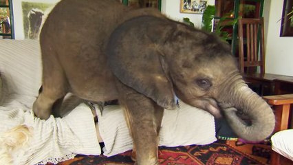 Moyo, le jeune éléphant orphelin qui ne veut plus quitter la femme qui l'a sauvé