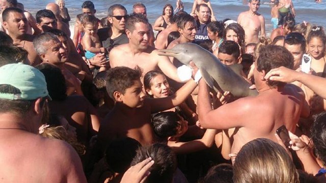 Des touristes tuent un jeune dauphin rare en voulant se prendre en photo avec lui