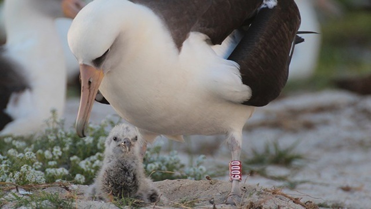 Voici le nouveau poussin de Wisdom, le plus vieil oiseau sauvage du monde