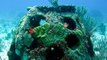 Eternal Reefs, l'étonnante société qui propose de transformer les défunts en récifs coralliens