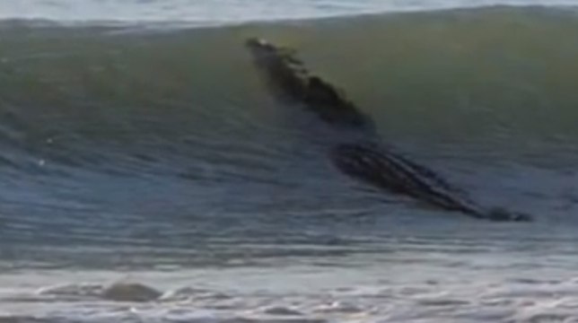 Australien: Ein riesiges Krokodil sorgt an einem Strand für Panik